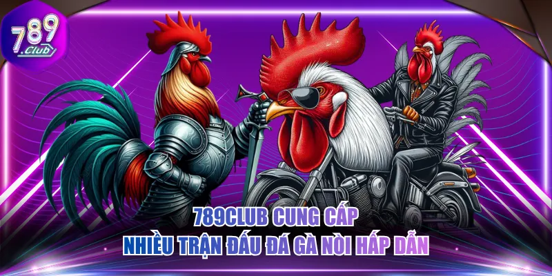 789CLUB cung cấp nhiều trận đấu đá gà nòi hấp dẫn