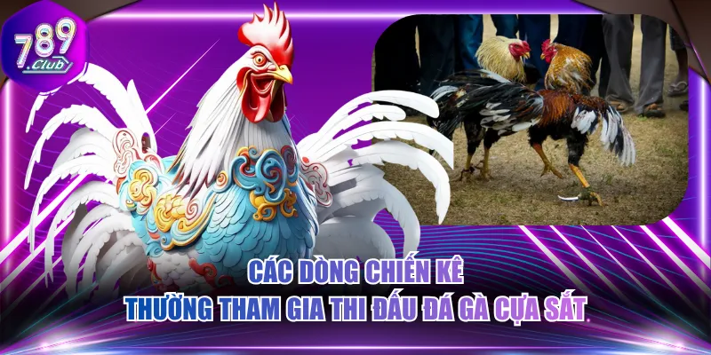 Các dòng chiến kê thường tham gia thi đấu đá gà cựa sắt