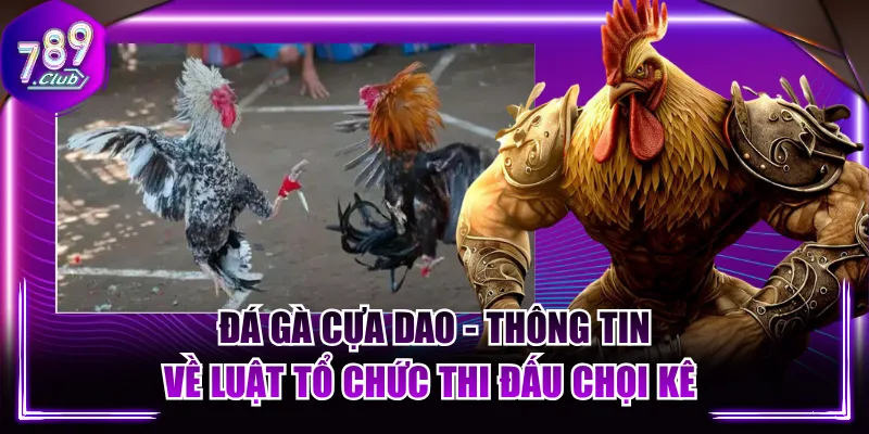 Đá Gà Cựa Dao - Thông Tin Về Luật Tổ Chức Thi Đấu Chọi Kê