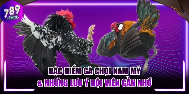 Đặc Điểm Gà Chọi Nam Mỹ & Những Lưu Ý Hội Viên Cần Nhớ