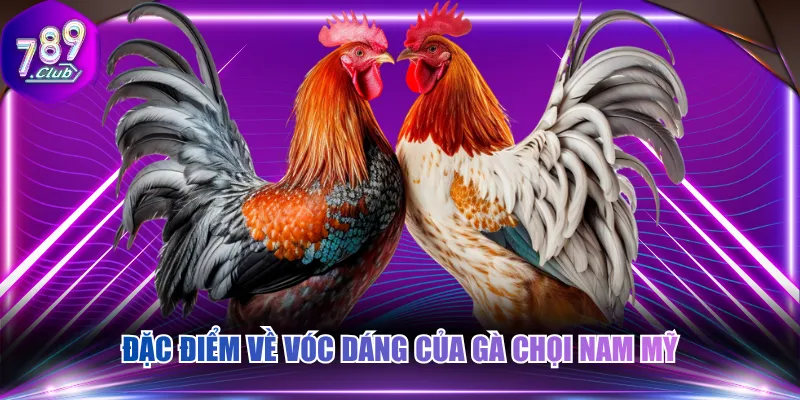 Đặc điểm về vóc dáng của gà chọi Nam Mỹ