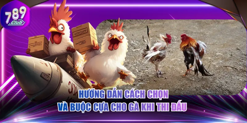 Hướng dẫn cách chọn và buộc cựa cho gà khi thi đấu 