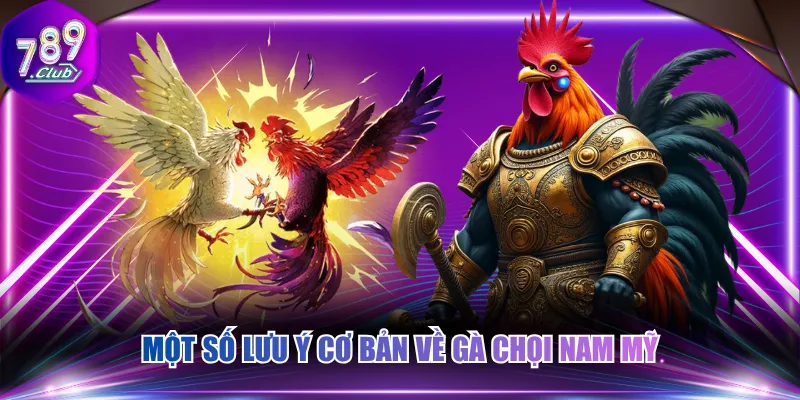 Một số lưu ý cơ bản về gà chọi Nam Mỹ