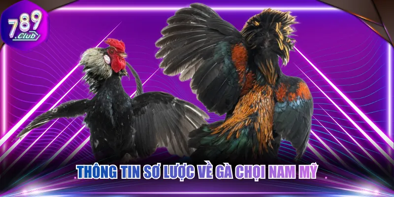 Thông tin sơ lược về gà chọi Nam Mỹ